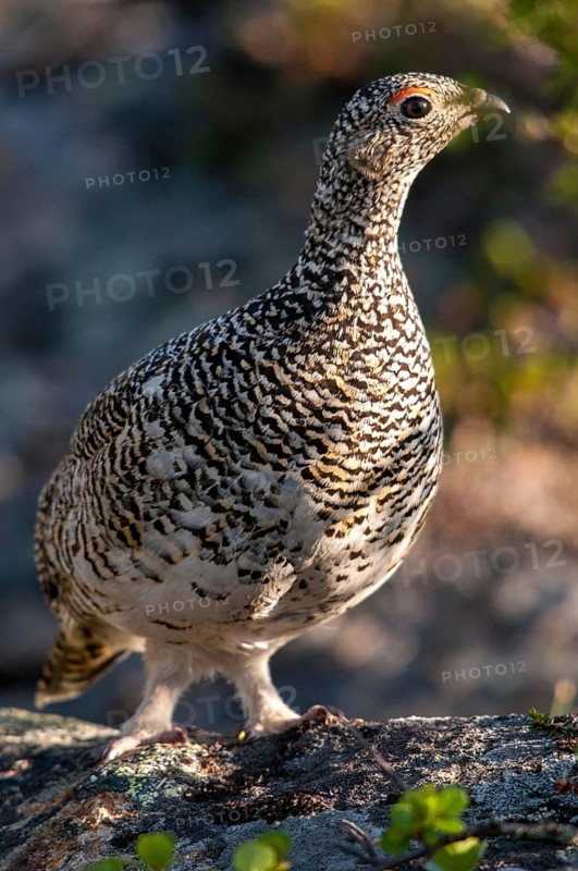 Alpine ptarmigan, Finland, Lagopus muta, Lagopus mutus, ptarmigan, birds, chickens, female, galliformes, high size, portrait format, chicken, chicken birds, grouse grouse, rock ptarmigan, tetraonidae, birds