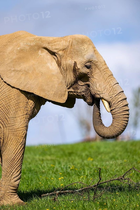 African bush elephant (Loxodonta africana) on a meadow, captive, distribution Afrika