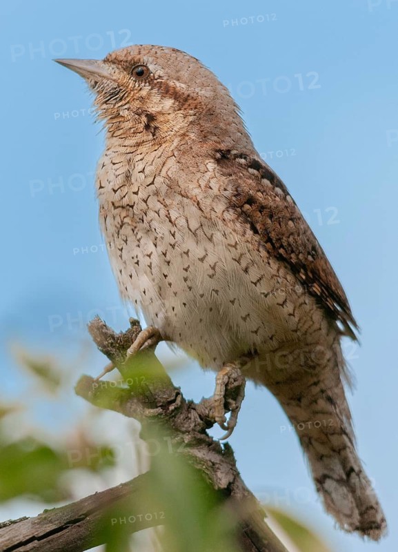 Brandenburg, Germany, Jynx Torquilla, Nabu, Nabu project, national natural heritage, Grünhaus natural paradise, Wryneck, post-mining landscape, birds, green house, high size, portrait format, piciforms, woodpeckers, birds, woodpecker