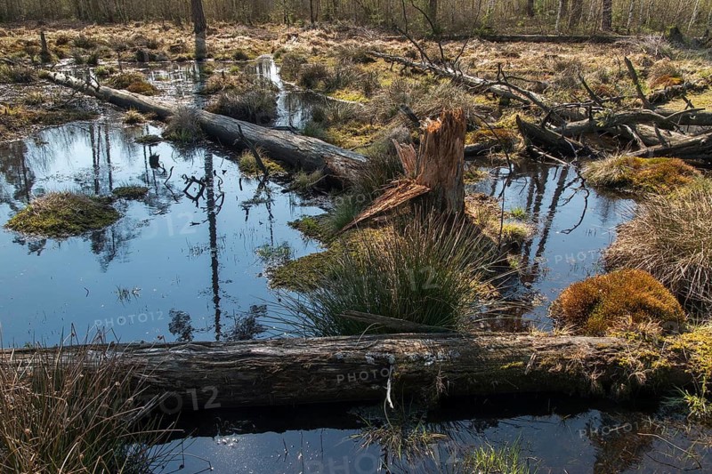 Germany, Greiz, Pöllwitzer Wald, Thuringia, Bog, Landscape, Marsh, Moor, Vogtland, Rewetting