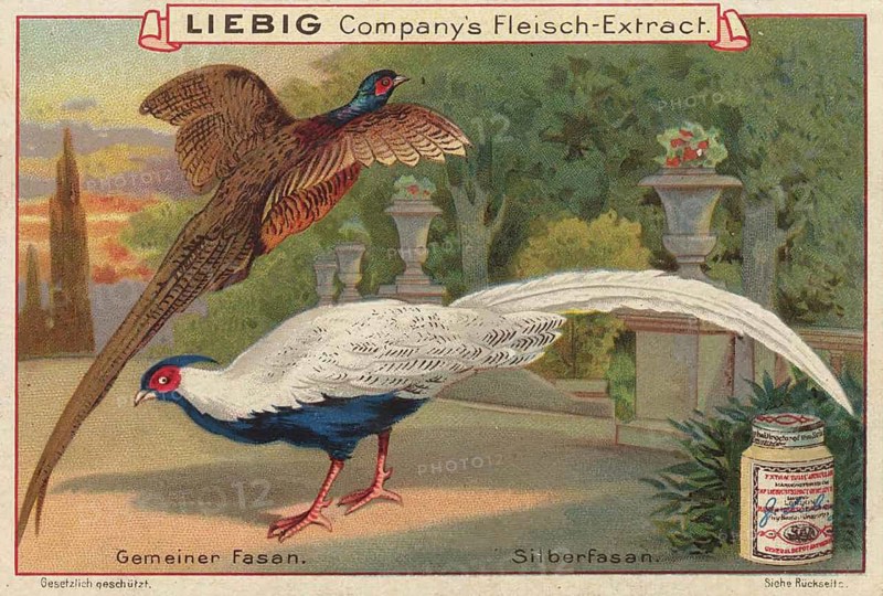 Picture series pheasant birds, left a common pheasant, Phasianus colchicus, and right a silver pheasant, Lophura nycthemera, lovely picture, digitally restored reproduction of a collector's painting from around 1900, exact date unknown