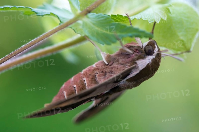 Hyles euphorbiae, milkweed swarmers, butterfly, insects, moths, moths, moths, butterfly, swarmer, spurge hawk-moth