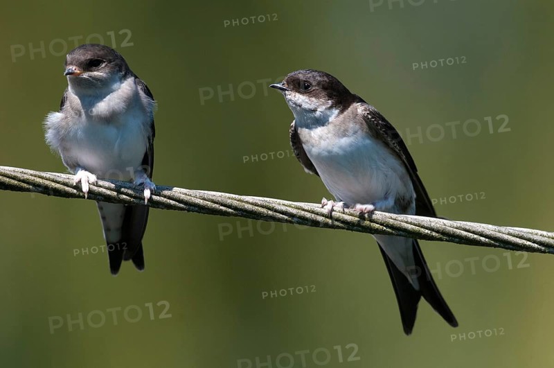 Delichon urbica, house martin, house martins, birds, adolescent, juvenile, passeri, swallows, songbirds, birds