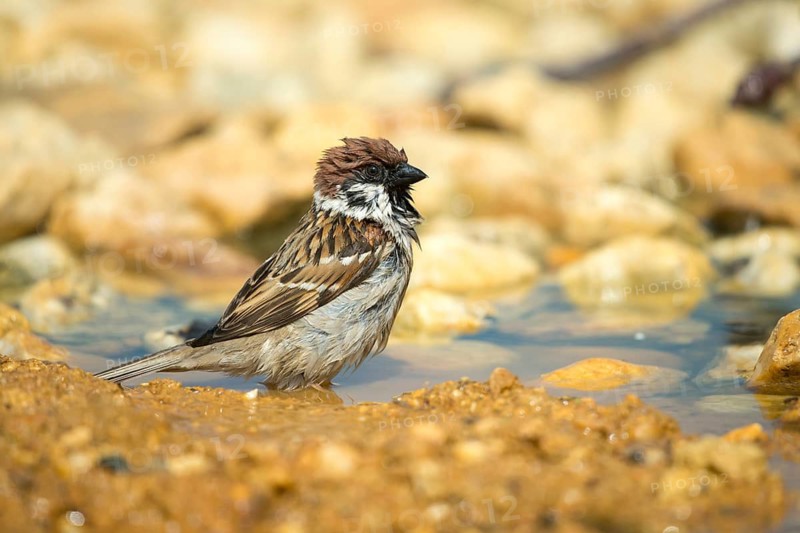 Tree Sparrow, Passer Montanus, Sparrow, Tree Sparrow, Bath, Bird Bath, Birds, Passeri, Songbirds, Sparrow, Sparrow, Sparrow, Sparrow, Watering Place