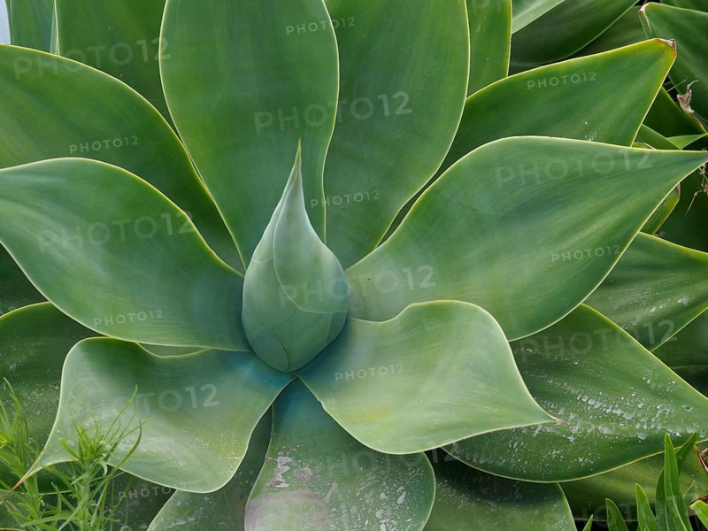 Close-up of a symmetrical green dragon tree agave (Agave attenuata) with a distinct leaf structure, Caldera de Bandama nature park Reserve, Gran Canaria, Spain