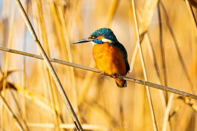 Kingfisher (Alcedo atthis) ml Germany