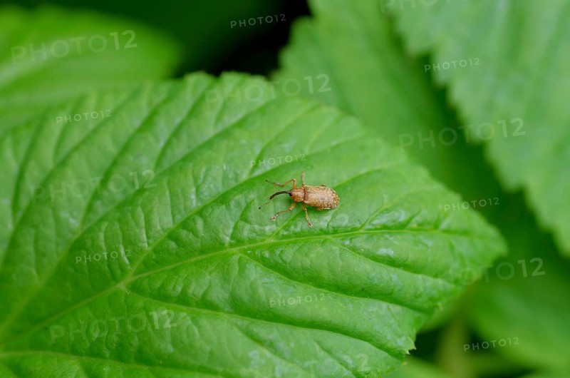 Long-armed Pintail (Dorytomus longimanus), small, close-up, proboscis, The light brown beetle sits on a green leaf