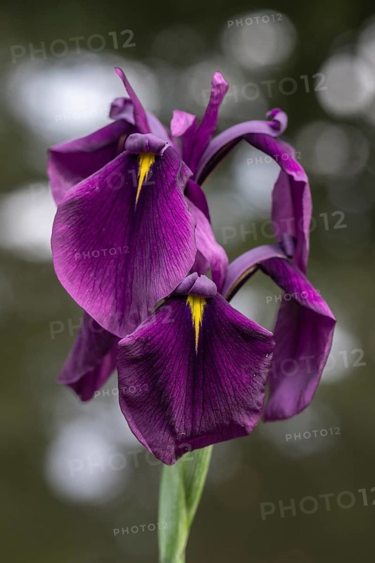 Japanese marsh iris (Iris ensata), Emsland, Lower Saxony, Germany