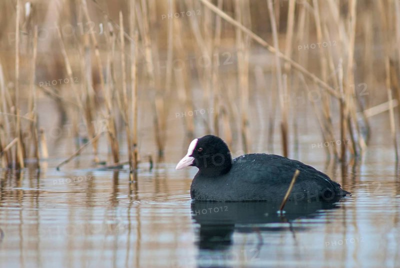 Eurasian Coot Coot, Fulica Atra, Birds, Coot Rail, Gruiformes, Crane Birds, Rails, Rallidae, Birds, Waterbirds, Waterbirds