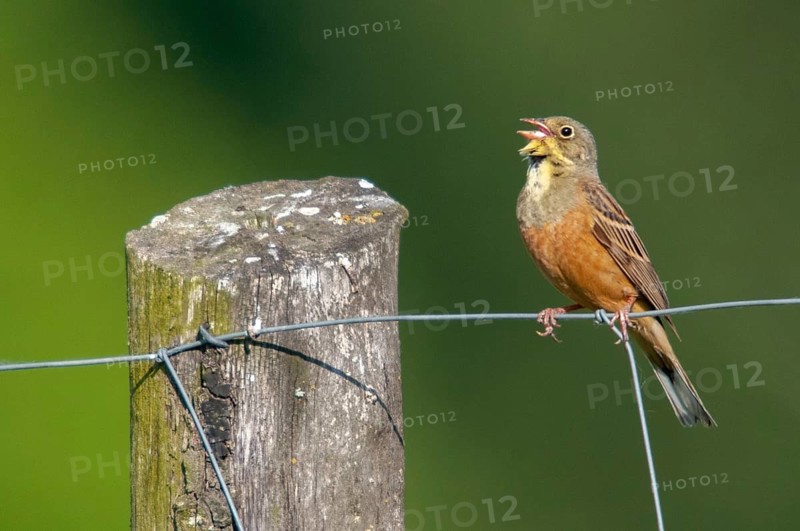 Emberiza hortulana, ortolan, ortolan bunting, birds, song, male, passeri, singing, songbirds, birds