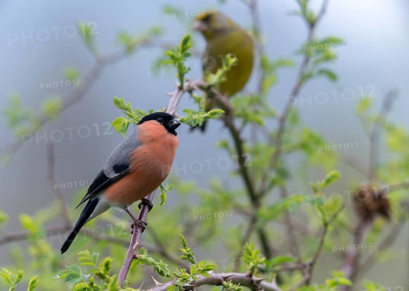 Bullfinch, Bullfinch, Pyrrhula Pyrrhula, Birds, Bullfinch, Male, Passeri, Songbirds, Birds
