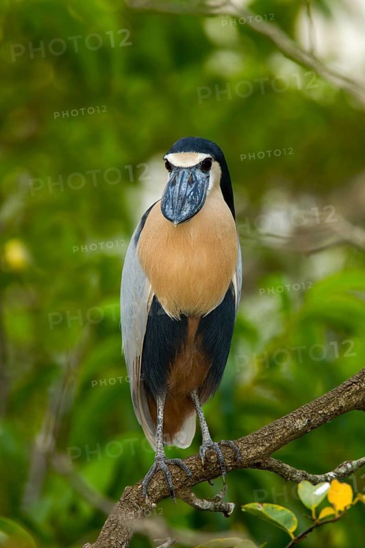Boat-billed Heron Cochlearius cochlerius San Blas, Nayarit, Mexico 7 June Adult Ardeidae