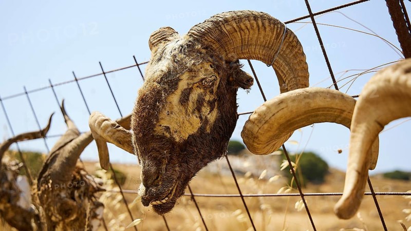 Weathered ram head with horns attached to a metal fence against a dry background, Amari Basin, Amari, Central Crete, Greek Islands, Greece