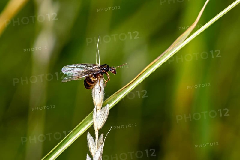 A close-up photograph of a flying insect on a blade of grass against a blurred green background: a young black ant queen of the Black garden ant (Lasius niger) on a blade of grass near Herleshausen, Germany