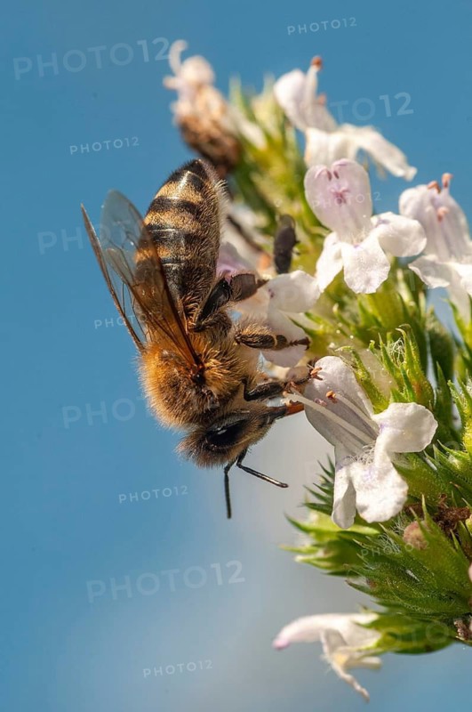 Apidae, apis mellifera, bees, European honey bee, European honeybee, hymenoptera, western honey bee, western honey bee, high size, portrait format, honey bee, honeybee, insects, wild bees