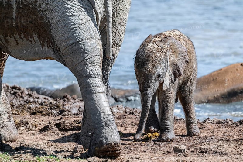 Cute little elephant, young and mother, African elephant (Loxodonta africana), Addo Elephant National Park, Eastern Cape, South Africa