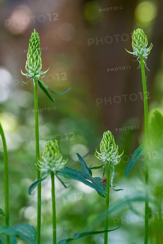 Campanulaceae, bellflower family, phyteuma spicatum, devil's claw, white devil's claw, flora, high size, portrait format, plants, spiked rampion, spiked rapunzel, spiked devil's claw