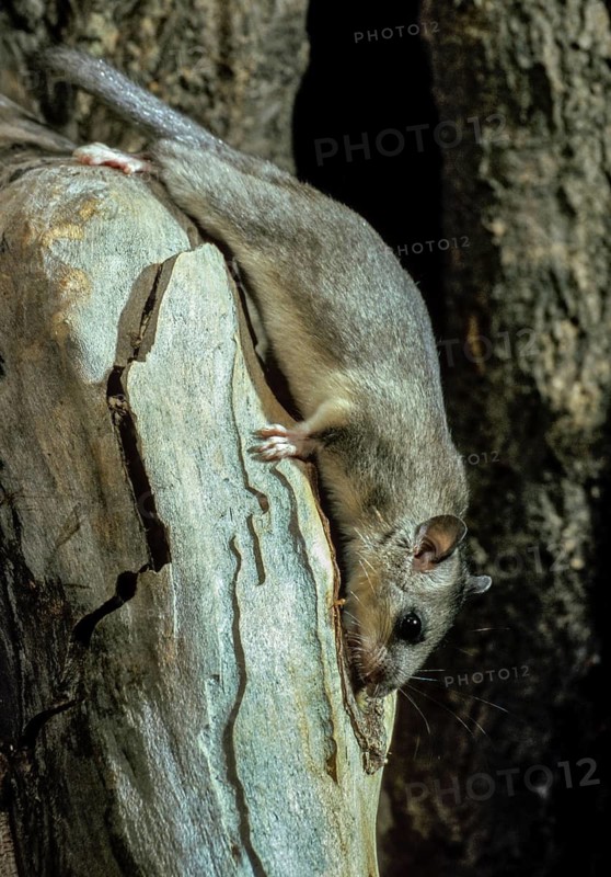 Edible dormouse, fat dormouse, glis glis, rodents, rodentia, dormouse, bilche, bolt, dormice, dormouse, high size, portrait format, mammals, rodents, sleepers, mammals