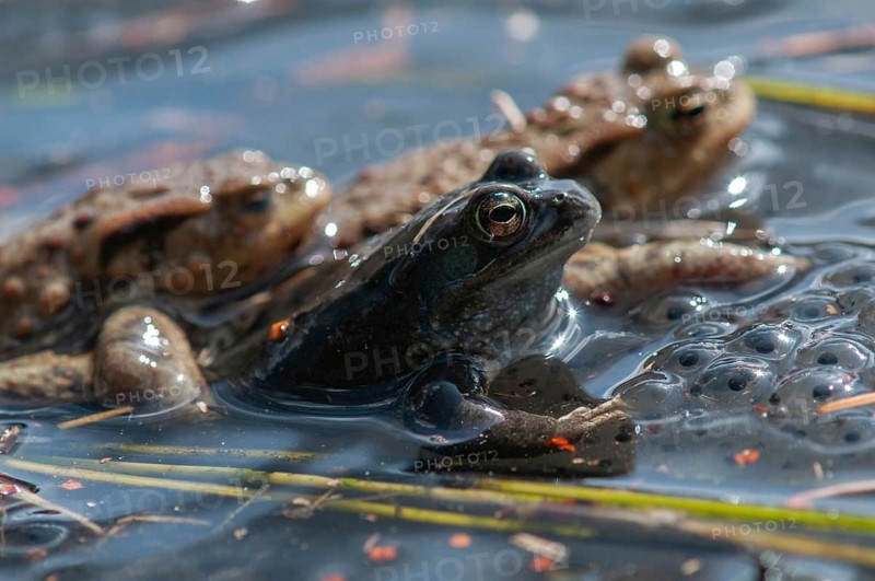 Bufo bufo, common frog, common toad, common frog, rana temporaria, amphibians, amphibians, frog, frog, frogs, spring, spawning ground, amphibians, jumping
