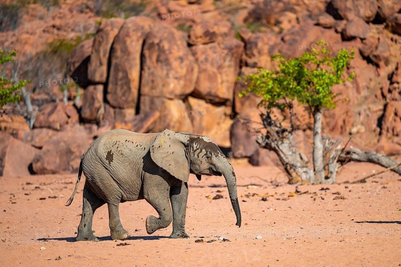 African elephant (Loxodonta africana), desert elephant, riverbed of the Ugab River, Damaraland, Kunene region, Namibia