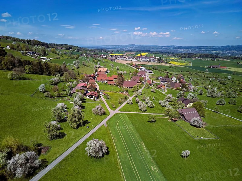 Blooming fruit trees in the hamlet of Wiggwil, Beinwil, Freiamt, Canton of Aargau Switzerland