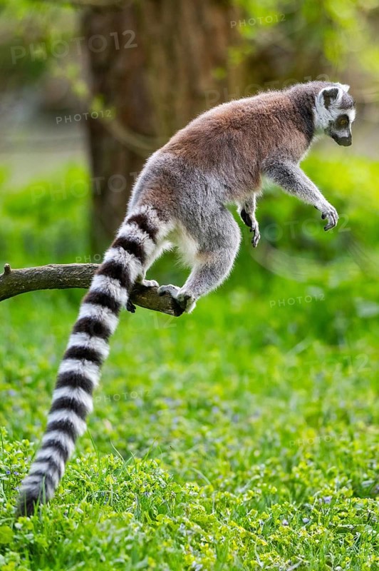 Ring-tailed lemur (Lemur catta) jumping from a branch, captive, Germany