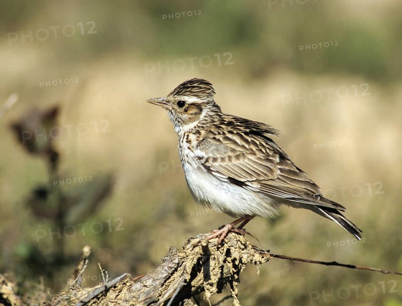 Woodlark, Lullula Arborea, Woodlark, Birds, Larks, Passeri, Songbirds, Birds