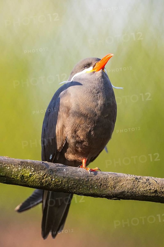 Inca tern (Larosterna inca) sitting on a branch, captive, distribution south america