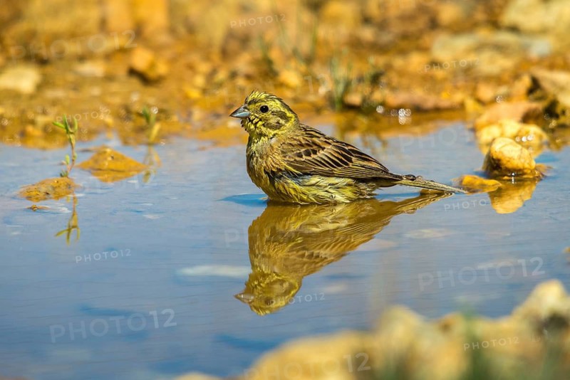 Emberiza Citrinella, Yellowhammer, Yellowhammer, Bath, Bird Bath, Birds, Mirror, Passeri, Songbirds, Reflection, Potion, Birdbath, Birds, Watering Place