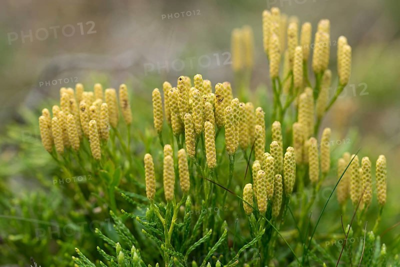Bearlobe family, Diphasiastrum complanatum, flatbear lobe, common flatbear lobe, Lycopodiaceae, Lycopodium complanatum, tracheophyta, creeping Jenny, flora, ground cedar, northern running pine, plants, plants