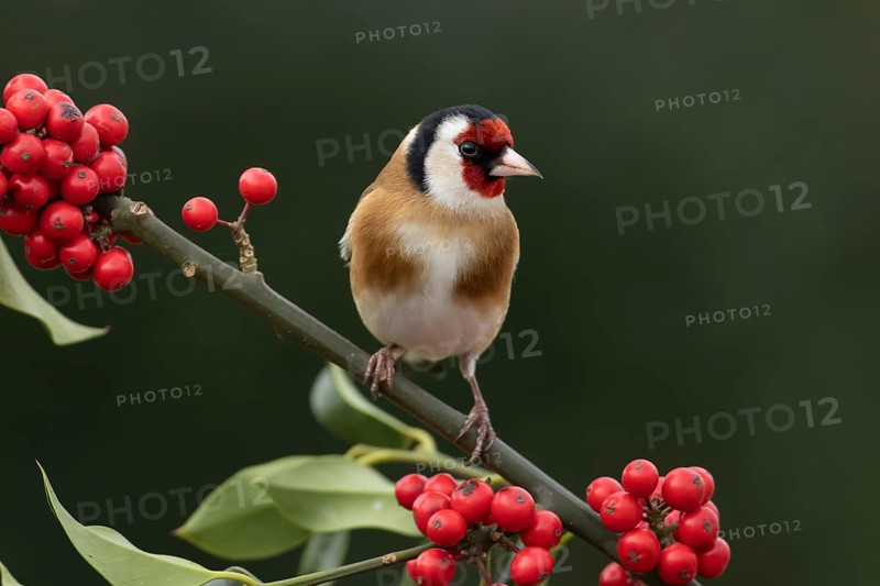European goldfinch (Carduelis carduelis) adult garden bird on a Holly tree branch with red berries in winter, Suffolk, England, United Kingdom