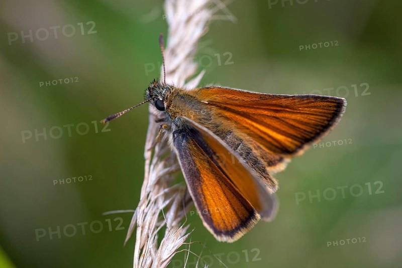Essex skippe, European skipper, black-winged brown thick-headed butterfly, thymelicus lineola, butterfly, thick-headed butterfly, insects, butterfly, butterflies, butterflies