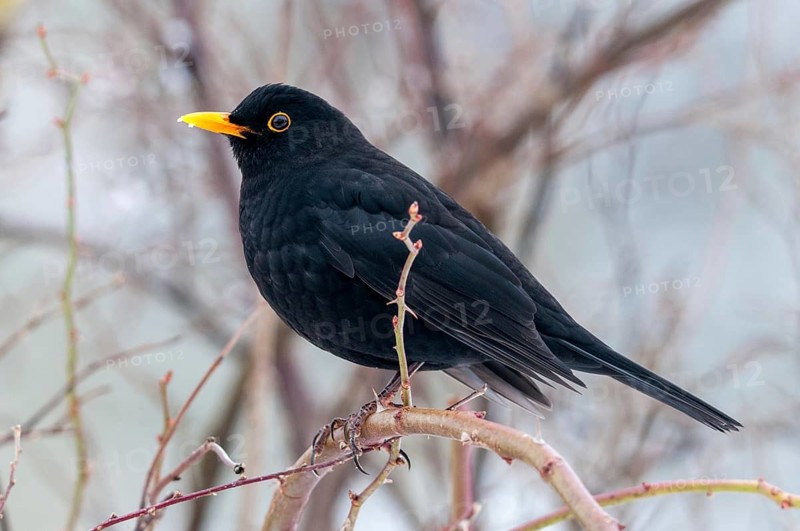 Blackbird, Turdus Merula, Birds, Male, Male, Passeri, Songbirds, Birds