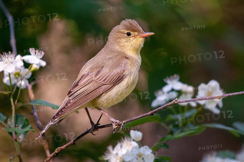 Yellowspotter, Hippolais icterina, icterine warbler, Sweden, birds, passeri, songbirds, Sweden, birds, Öland