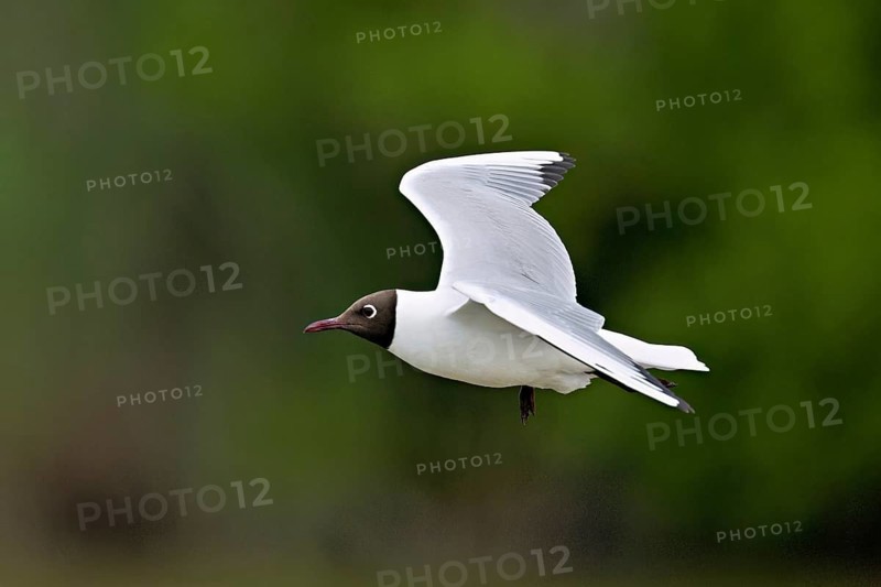 Black-headed Black-headed Gull (Chroicocephalus ridibundus, syn.: Larus ridibundus), in flight, Saintes-Marie-de-la-Mer, Camargue, southern France, France
