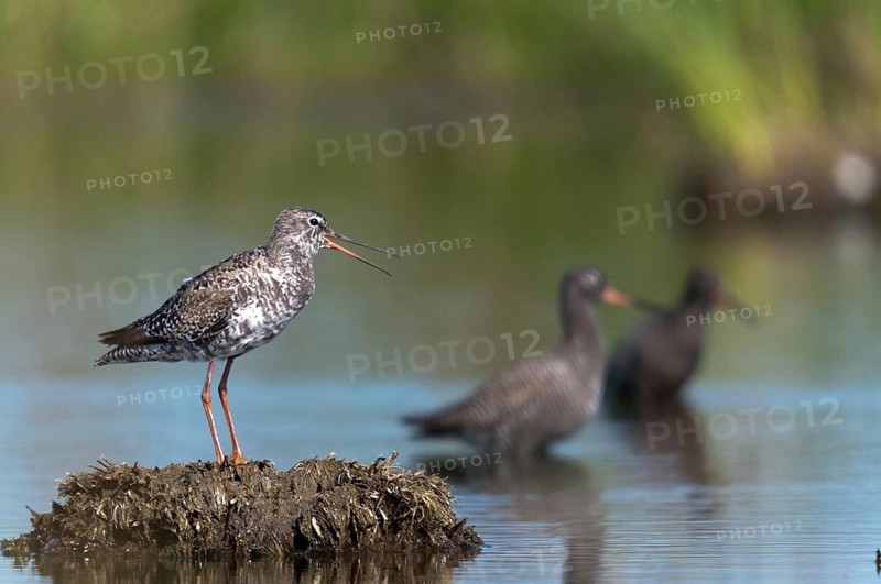 Dark water strider, spotted redshnak, tringa erythropus, birds, call, charadriiformes, limikolen, call, snipe birds, scolopacidae, transitory plumage, birds, waders, waders, transitional dress
