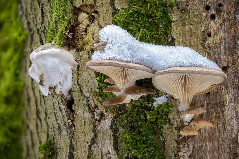 Oyster mushroom, oyster mushroom, pleurotus ostreatus, ice, fungi, fungus, ice, oyster mushroom, oyster mushroom, mushrooms, snow, winter