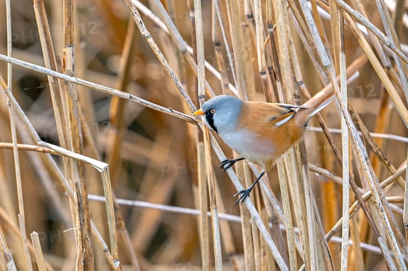 Bearded reedling, bearded tit (Panurus biarmicus) adult male perched on reed stem while foraging in reedbed at wetland in spring