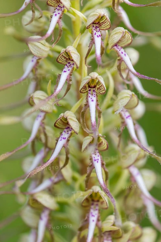 Goat's tongue (Himantoglossum hircinum), orchid family (Orchidaceae), spring, Liliental, Ihringen, Kaiserstuhl, Baden-Württemberg, Germany