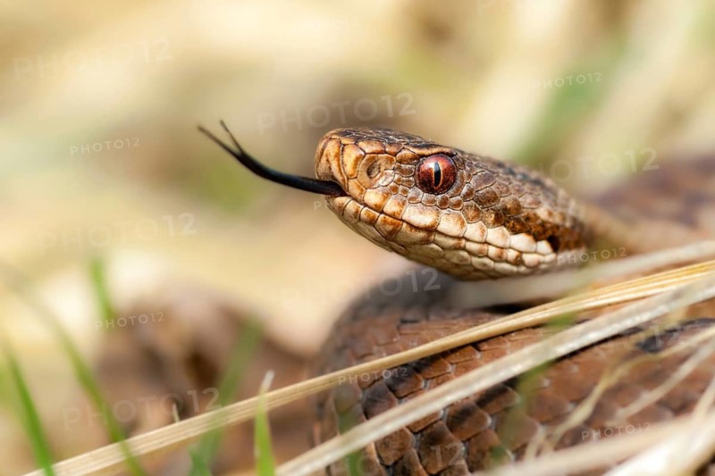 European adder, European viper, venomous snake, vipera berus, critters, poisonous reptilia, reptilia, snakes, snakes