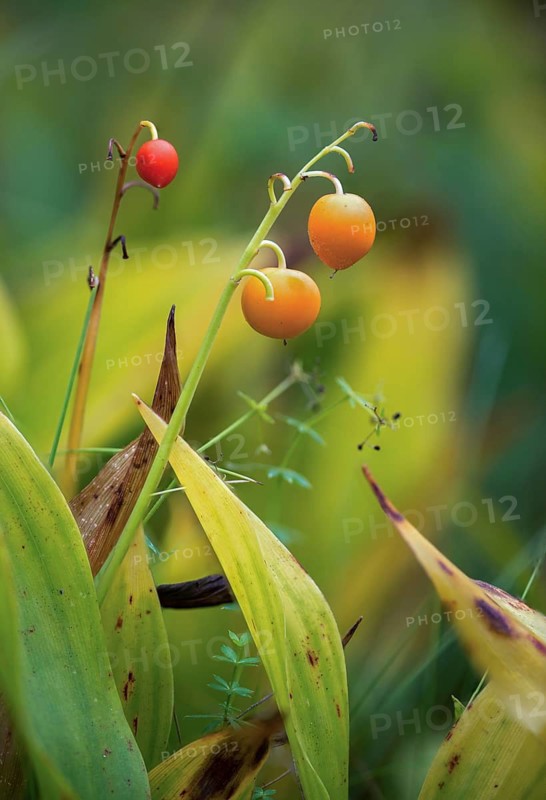 Convallaria Majalis, Convallariaceae, Lily of the Valley, Lily of the Valley, Lily of the Valley, Mary's Tears, May Bells, Our Lady's Tears, Berry, Flora, Fruit, Gloveword, High Size, Portrait, Plants