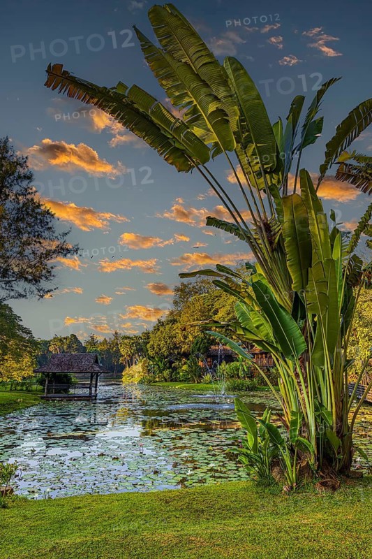 Large banana tree, pond with water lilies, small pagoda and fountain in the evening light, near Lampang, Lampang province, Thailand