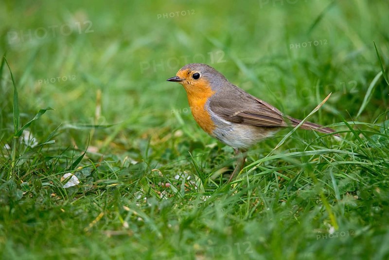 Erithacus rubecula, robin, robins, birds, passeri, songbirds, birds