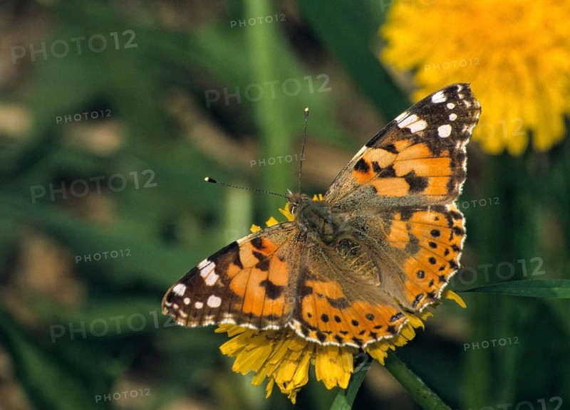 Cynthia Cardui, Painted Lady, Vanessa Cardui, Butterfly, Insects, Insects, Butterfly, Butterflies