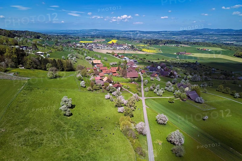 Flowing fruit trees in the hamlet of Wiggwil, Beinwil, Freiamt, Canton of Aargau Switzerland