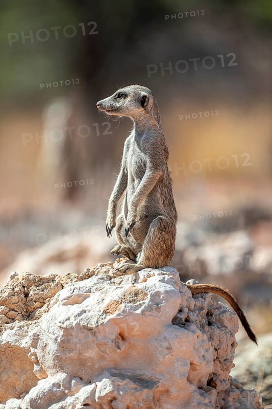 Meerkat (Suricatta suricata), Kgalagadi Transfrontier Park, Northern Cape, South Africa