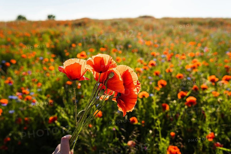 A hand holds a bunch of red poppies (Papaver rhoeas) against the background of a poppy field with other meadow flowers