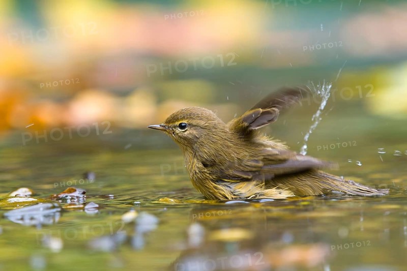 A chiffchaff (Phylloscopus collybita) bathing in the water, Hesse, Germany