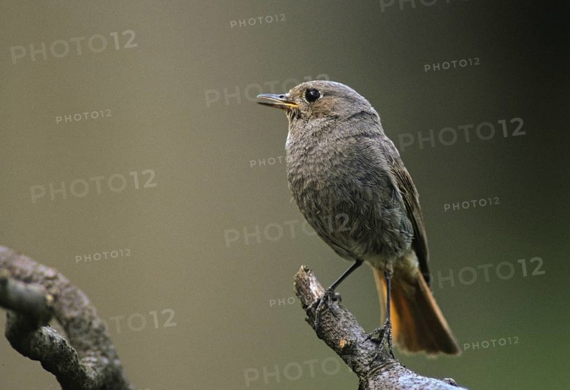 Black redstart, house redtail, Phoenicurus ochruros, birds, leo, male, passeri, songbirds, birds