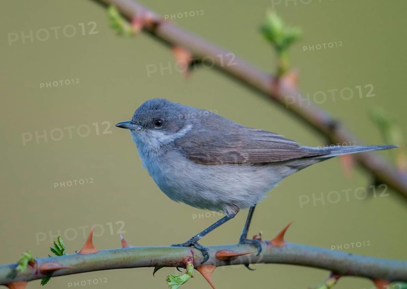 Rattleswarbler, lesser whitethroat, sylvia curruca, birds, male, passeri, songbirds, songbirds, birds, warbler